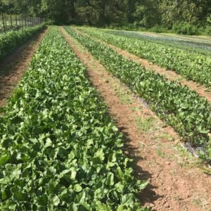 Organic produce growing at Pattison Farms