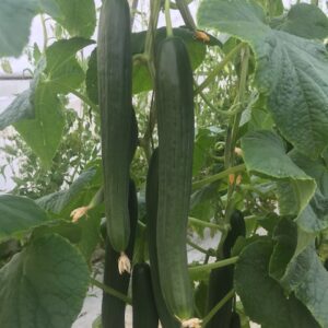 Organic cucumbers from Pattison Farms