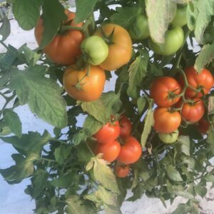 Organic tomatoes from Pattison Farms